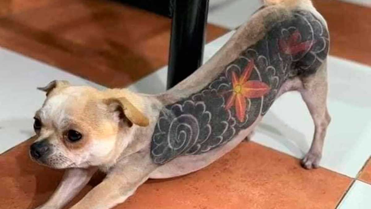 Perro tatuado