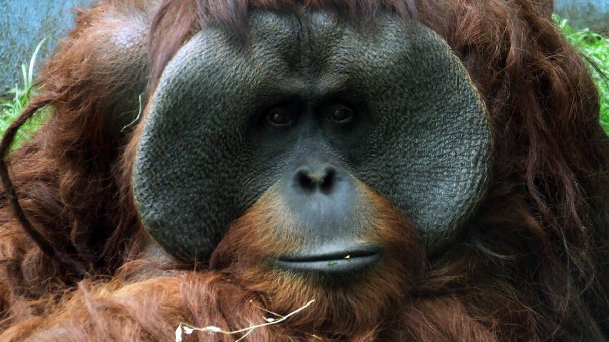 Orangutan Toto