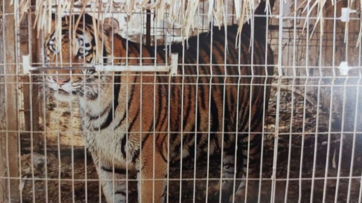 Animales rescatados tigre