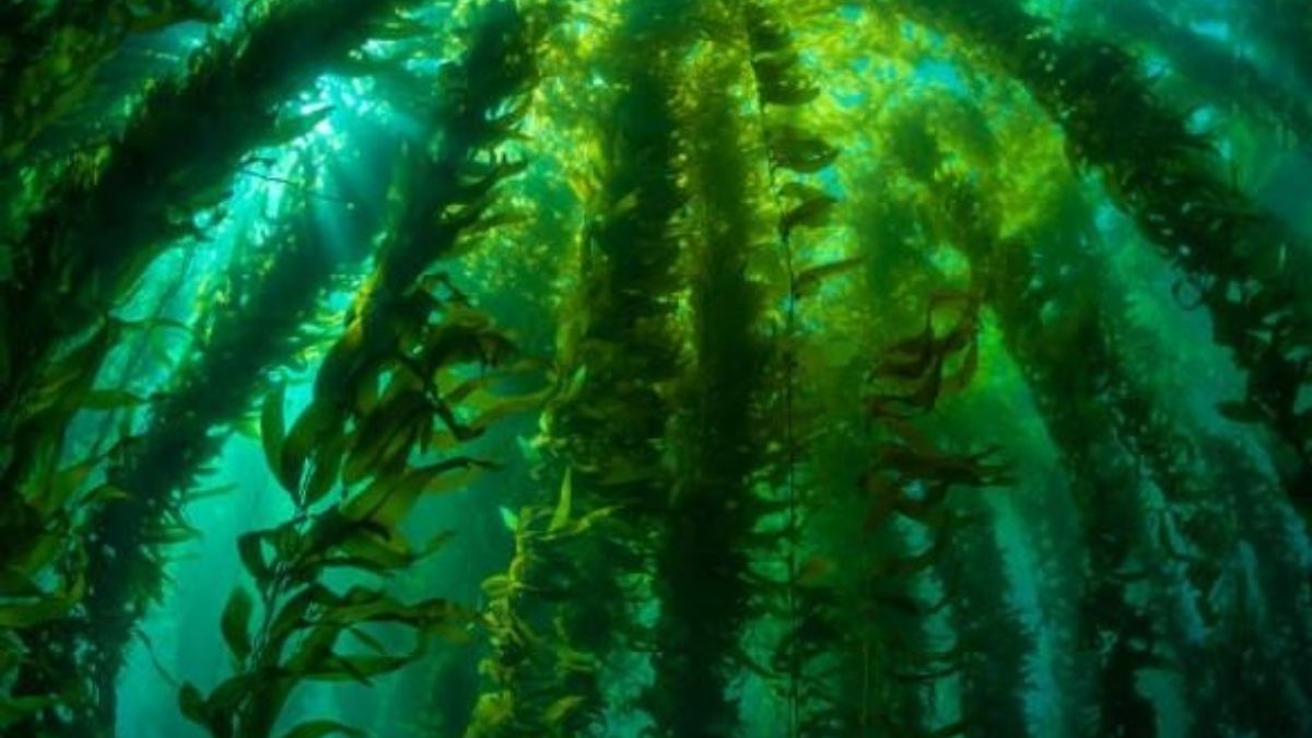 Bosque de algas
