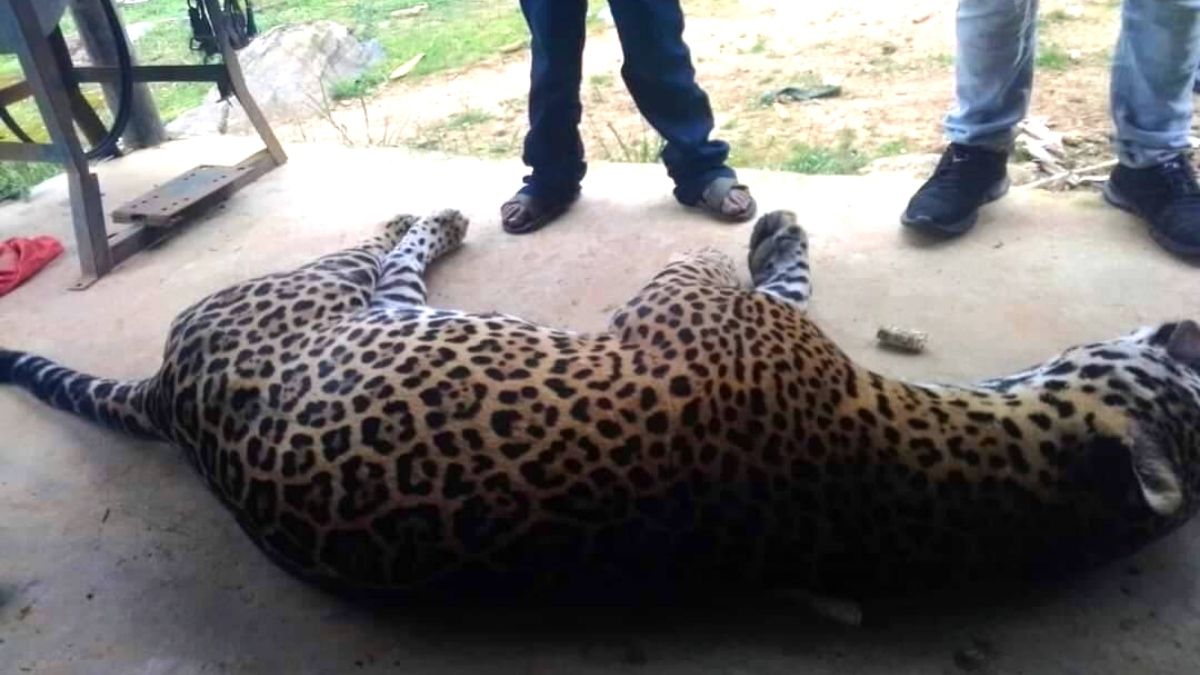 Jaguar envenenado Oaxaca