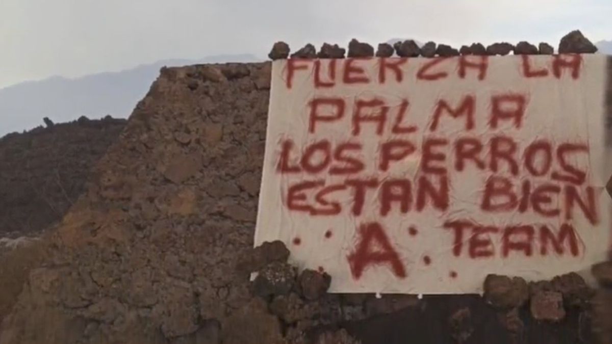 Perros desaparecen La Palma