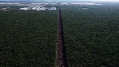 Deforestacion Tren Maya